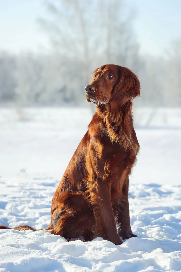 Irish Setter