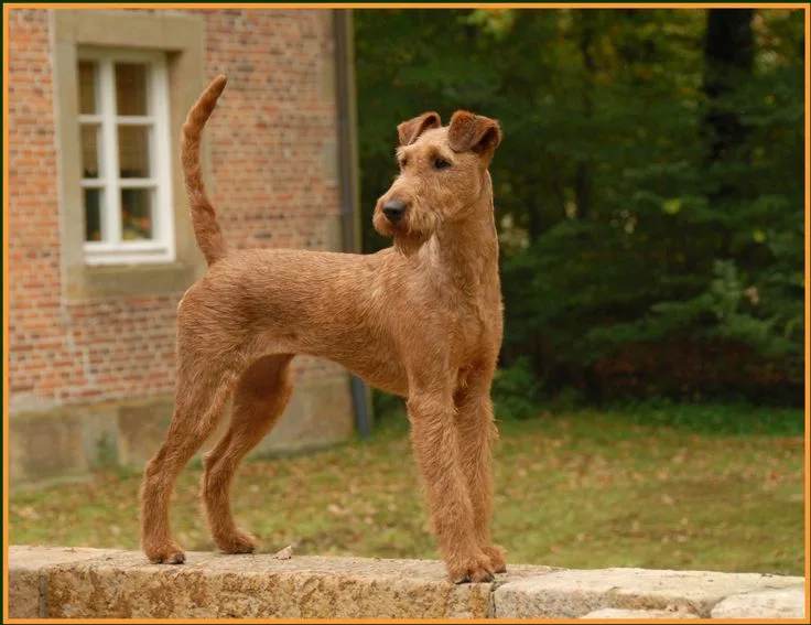 Irish Terrier