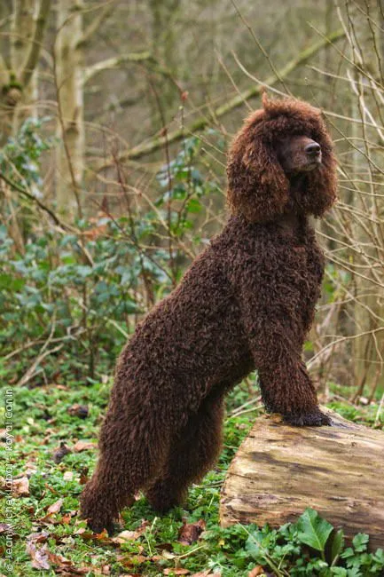 Irish Water Spaniel photo 3