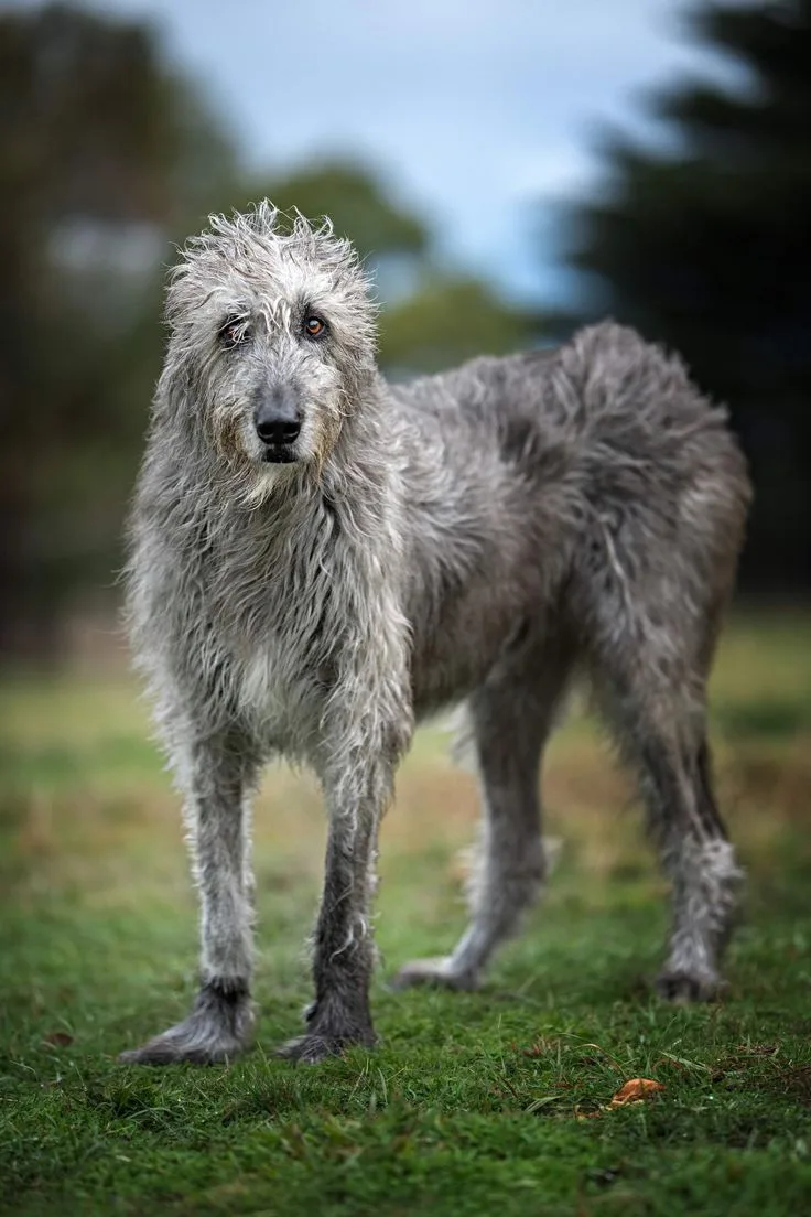 Irish Wolfhound photo 3