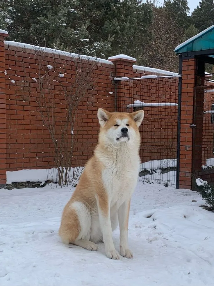 Japanese Akitainu