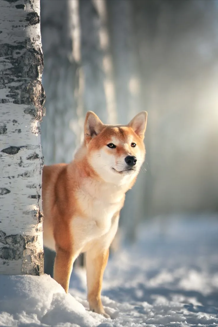 Japanese Akitainu photo 2