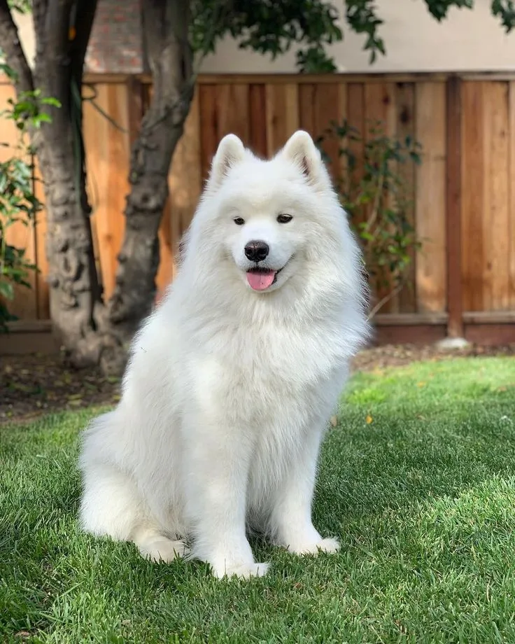 Japanese Spitz photo 2