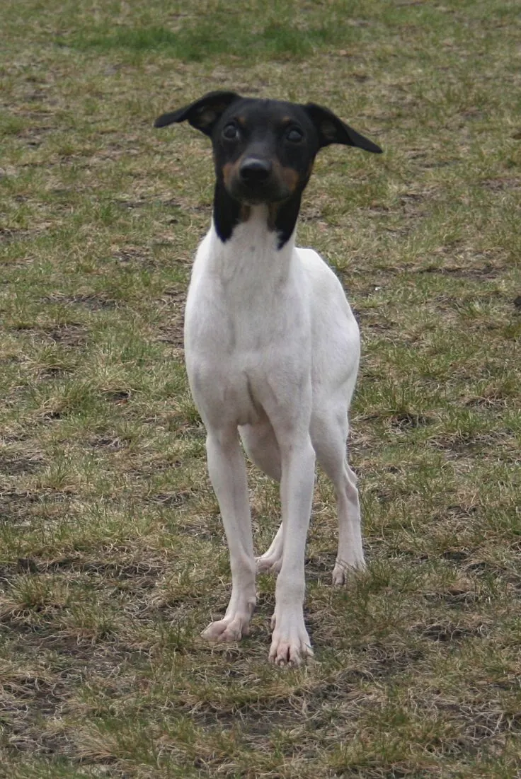 Japanese Terrier