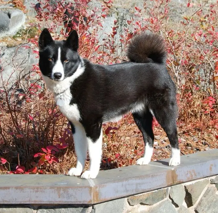 Karelian Bear Dog photo 2