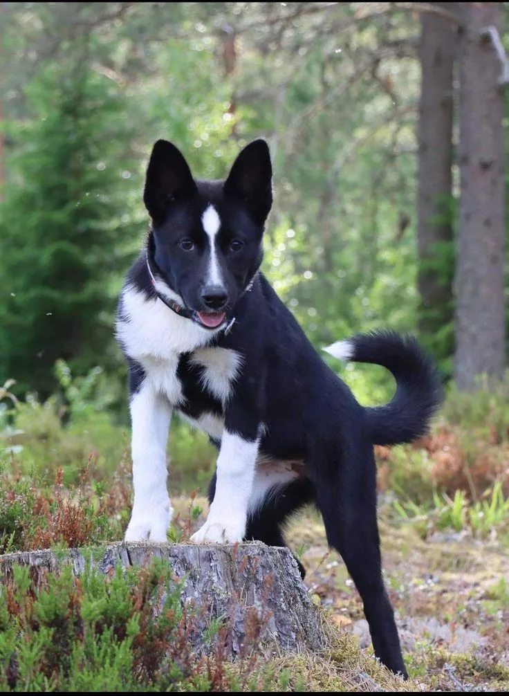 Karelian Bear Dog photo 3