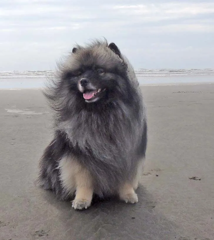 Keeshond photo 2