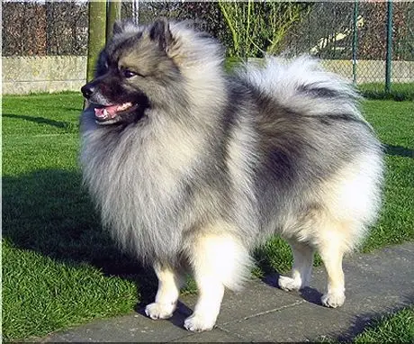 Keeshond photo 3