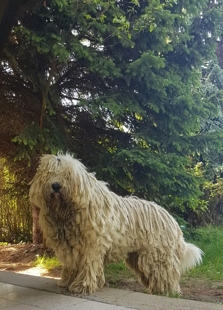 Komondor