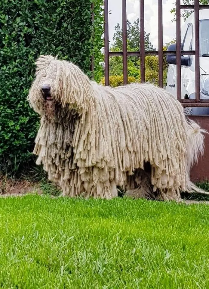 Komondor photo 3