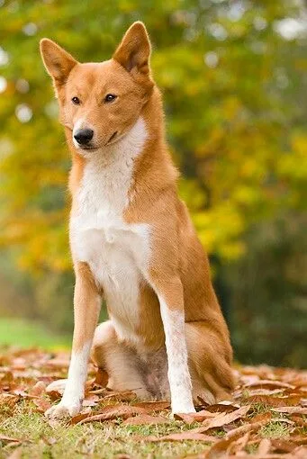 Korean Jindo Dog