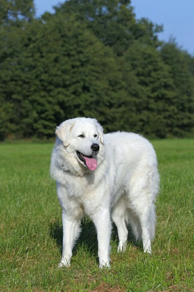 Kuvasz photo 3