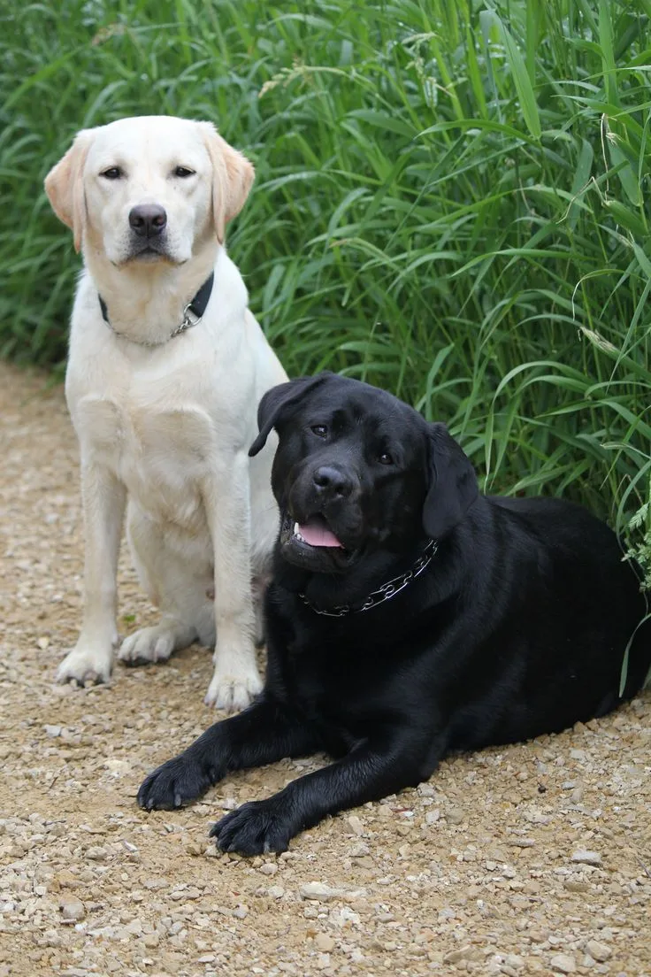 Labrador Retriever photo 2