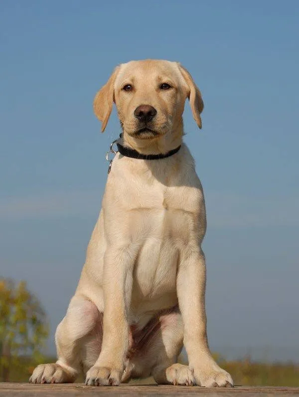 Labrador Retriever photo 3