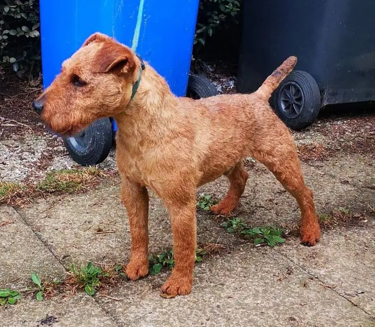 Lakeland Terrier