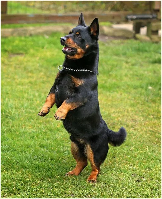 Lancashire Heeler photo 2