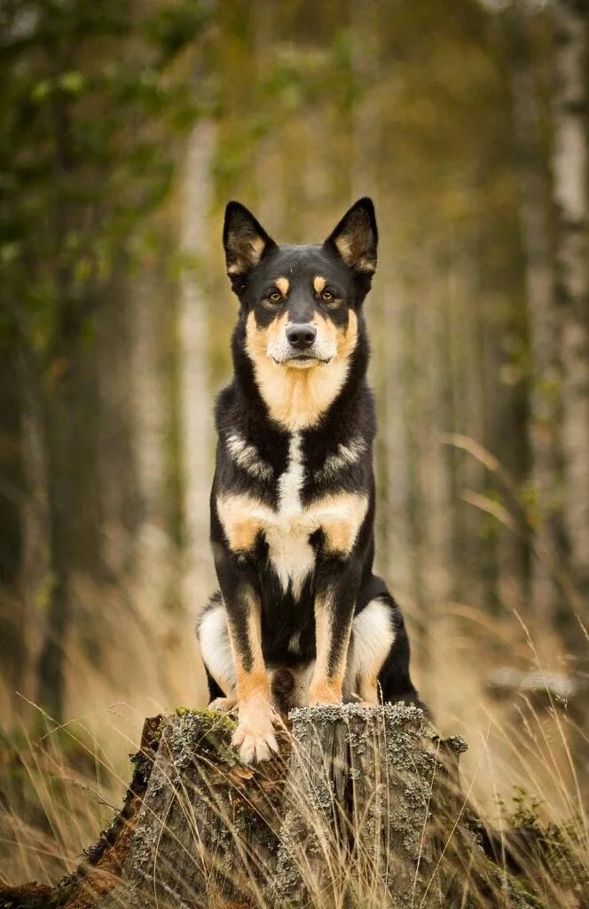 Lapponian Herder