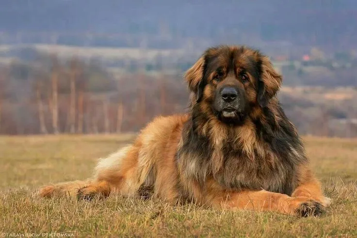 Leonberger