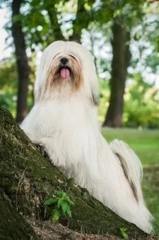 Lhasa Apso