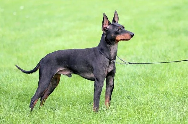 Manchester Terrier (Toy)