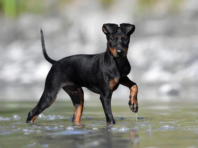 Manchester Terrier Toy photo 2