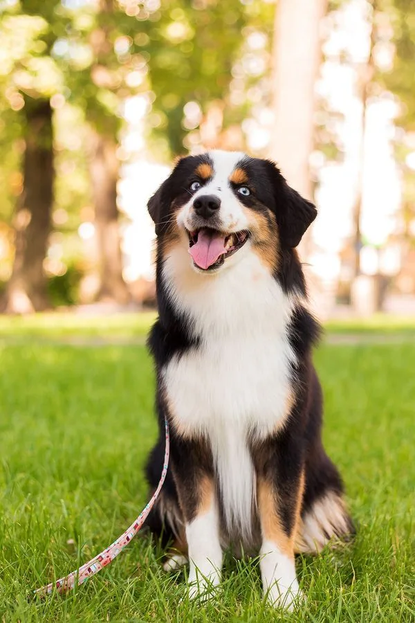 Miniature American Shepherd photo 4