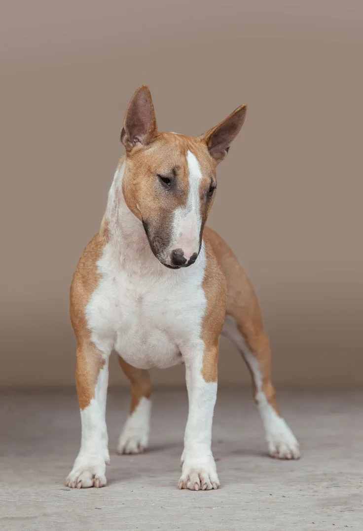 Miniature Bull Terrier