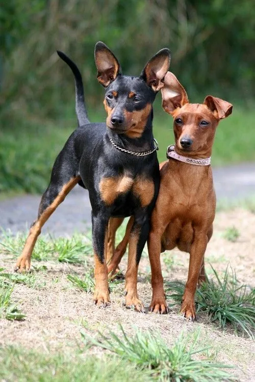 Miniature Pinscher photo 2