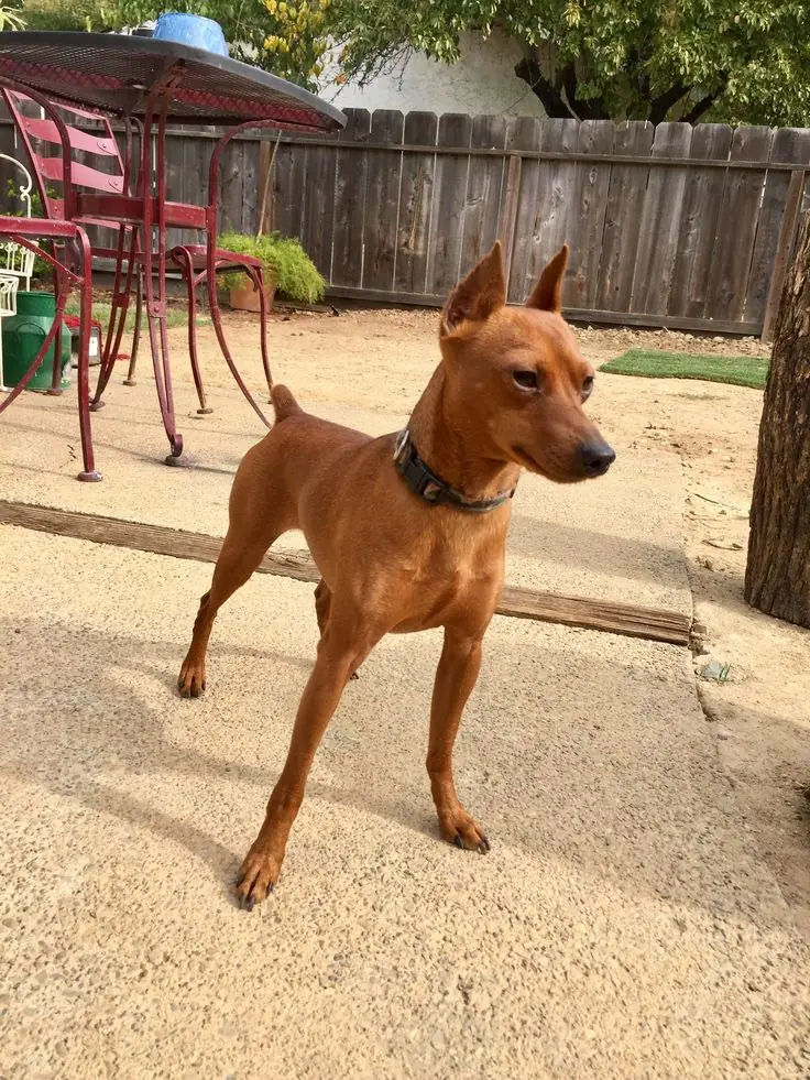 Miniature Pinscher photo 3