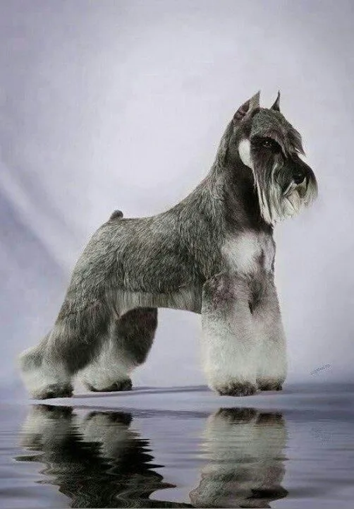 Miniature Schnauzer