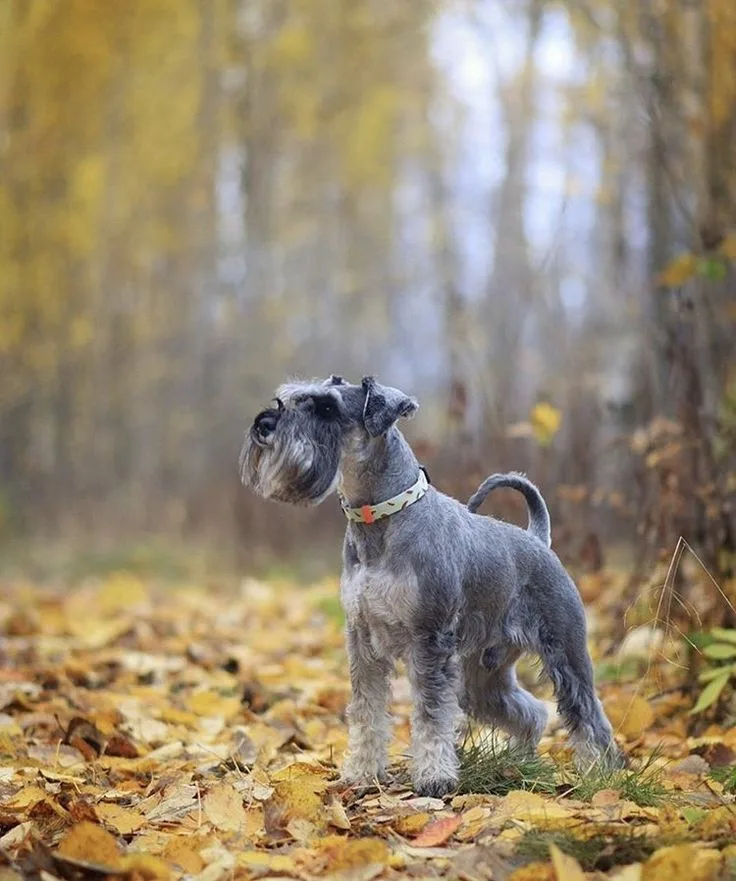 Miniature Schnauzer photo 2