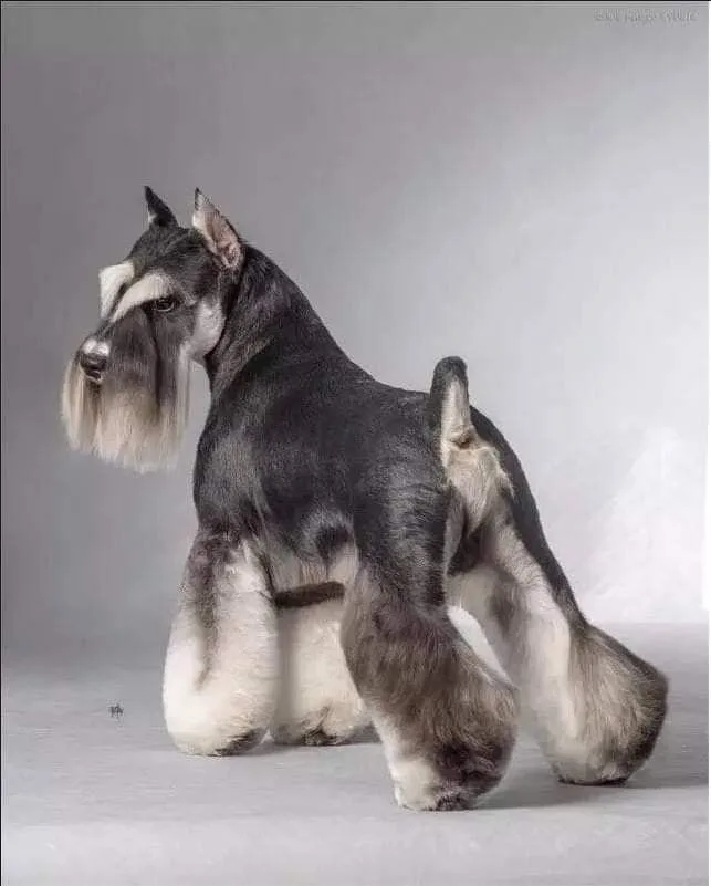 Miniature Schnauzer photo 3