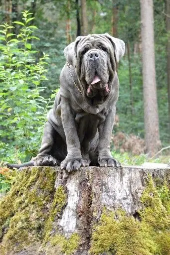 Neapolitan Mastiff