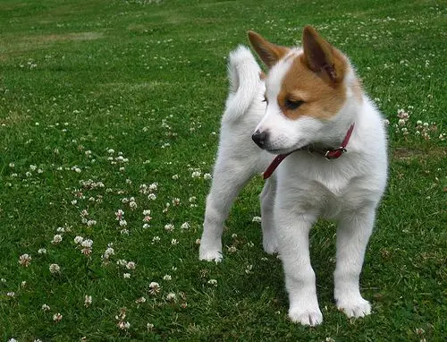 Norrbottenspets photo 3