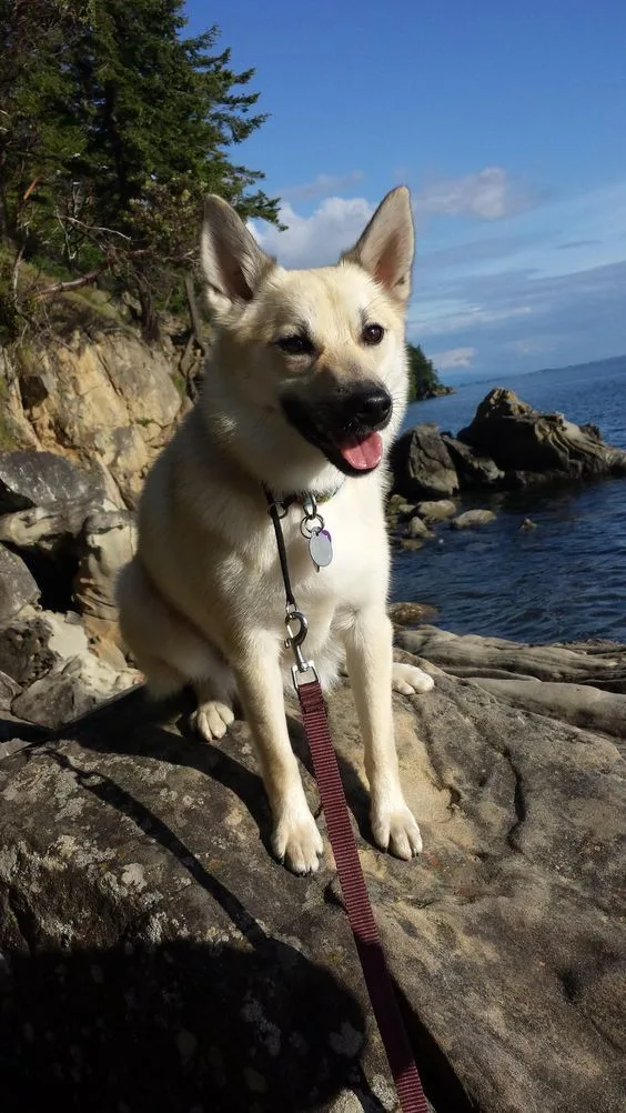 Norwegian Buhund photo 2