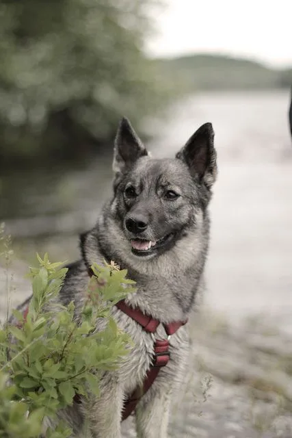 Norwegian Elkhound