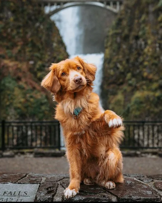 Nova Scotia Duck Tolling Retriever