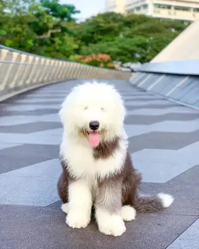 Old English Sheepdog