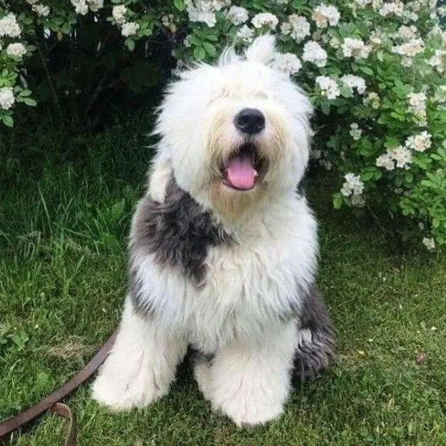 Old English Sheepdog photo 2