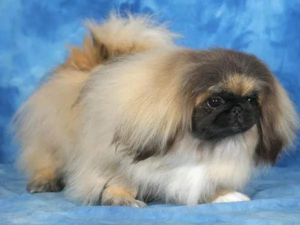 Pekingese photo 2