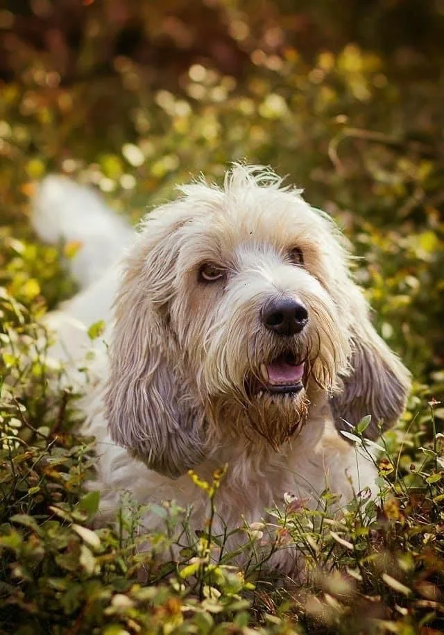 Petit Basset Griffon Vendeen photo 2