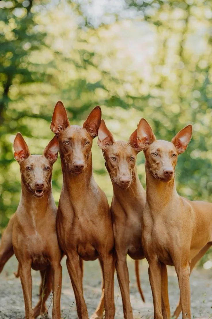 Pharaoh Hound