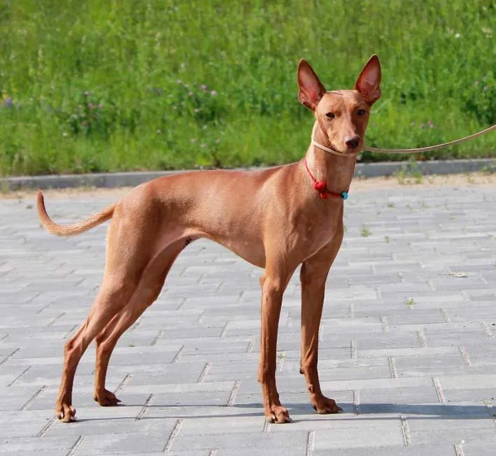 Pharaoh Hound photo 3
