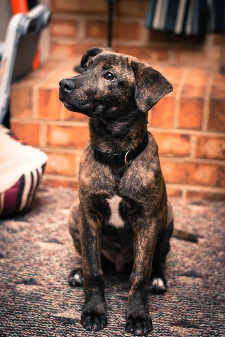 Plott Hound photo 2
