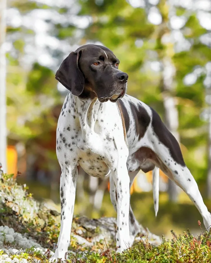 Pointer
