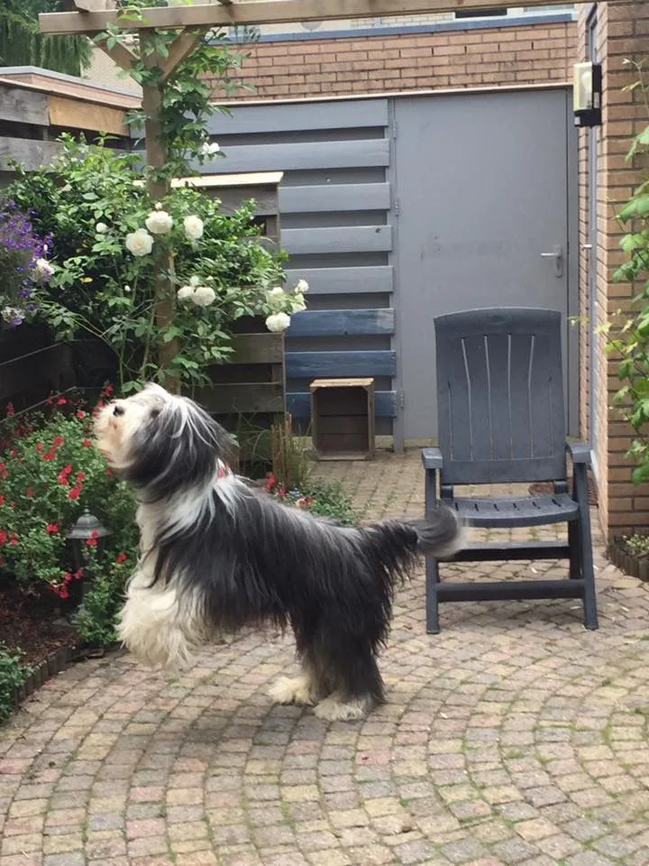 Polish Lowland Sheepdog