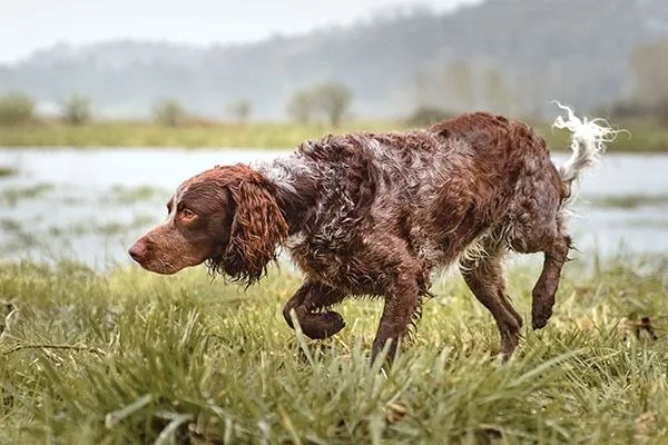 Pont-Audemer Spaniel
