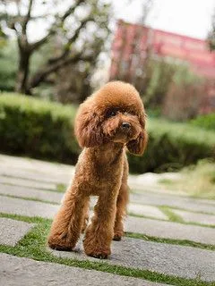 Poodle (Miniature)