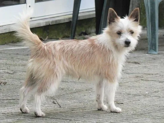 Portuguese Podengo