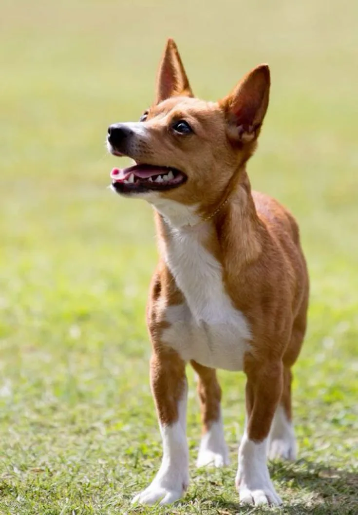 Portuguese Podengo Pequeno